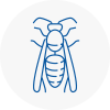 West Boldon Wasp Nest Removal